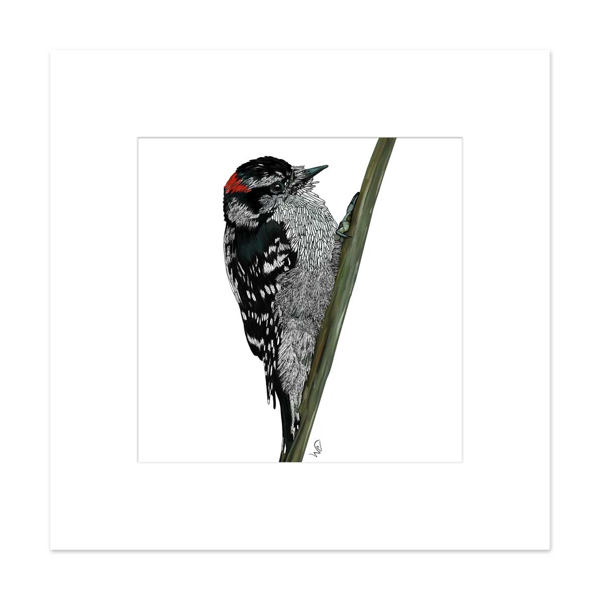Matted Bird Prints - Cardinal, Chickadee, Blue Jay, Woodpecker, etc.
