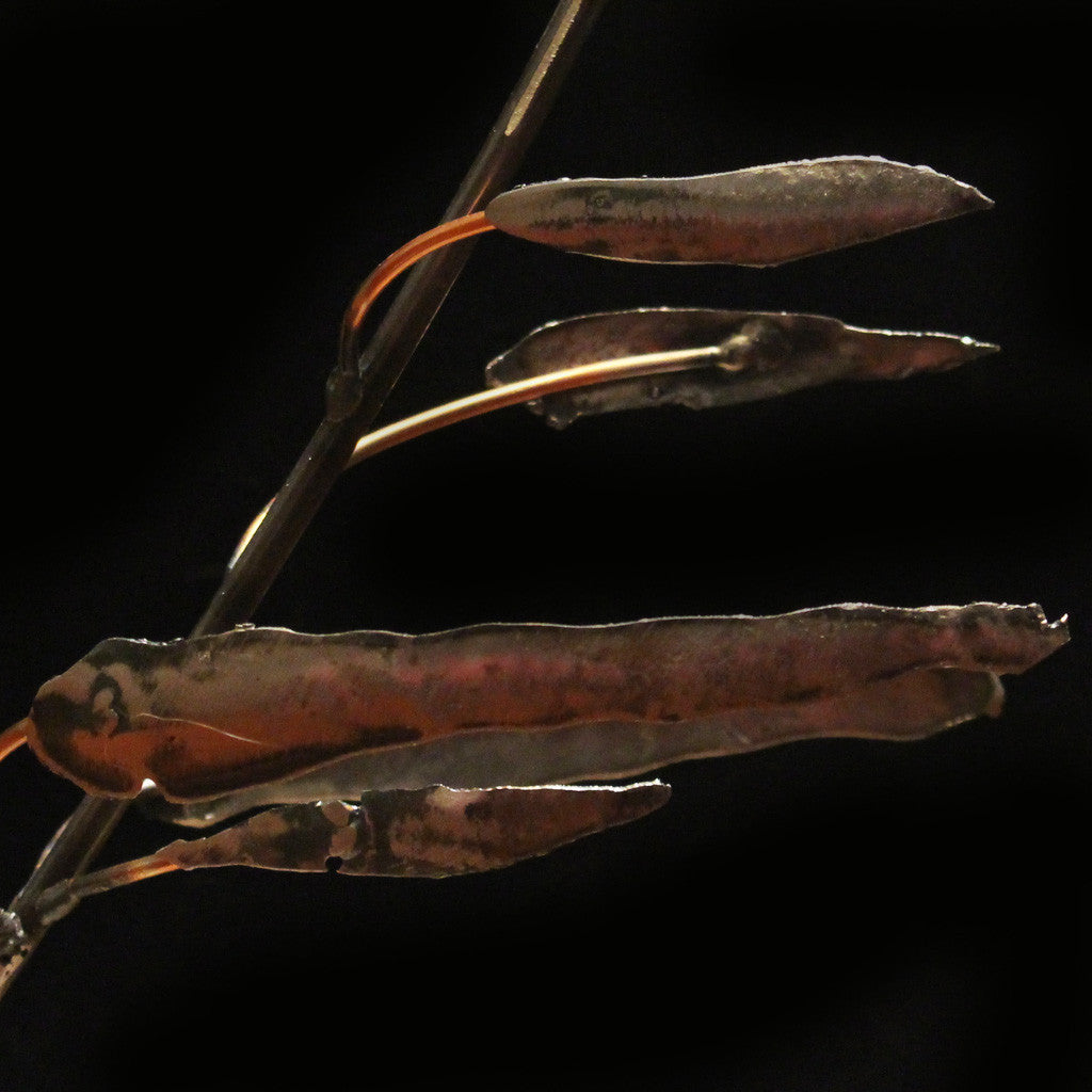 Metal Balanced Tree Sculpture - Resilience Series