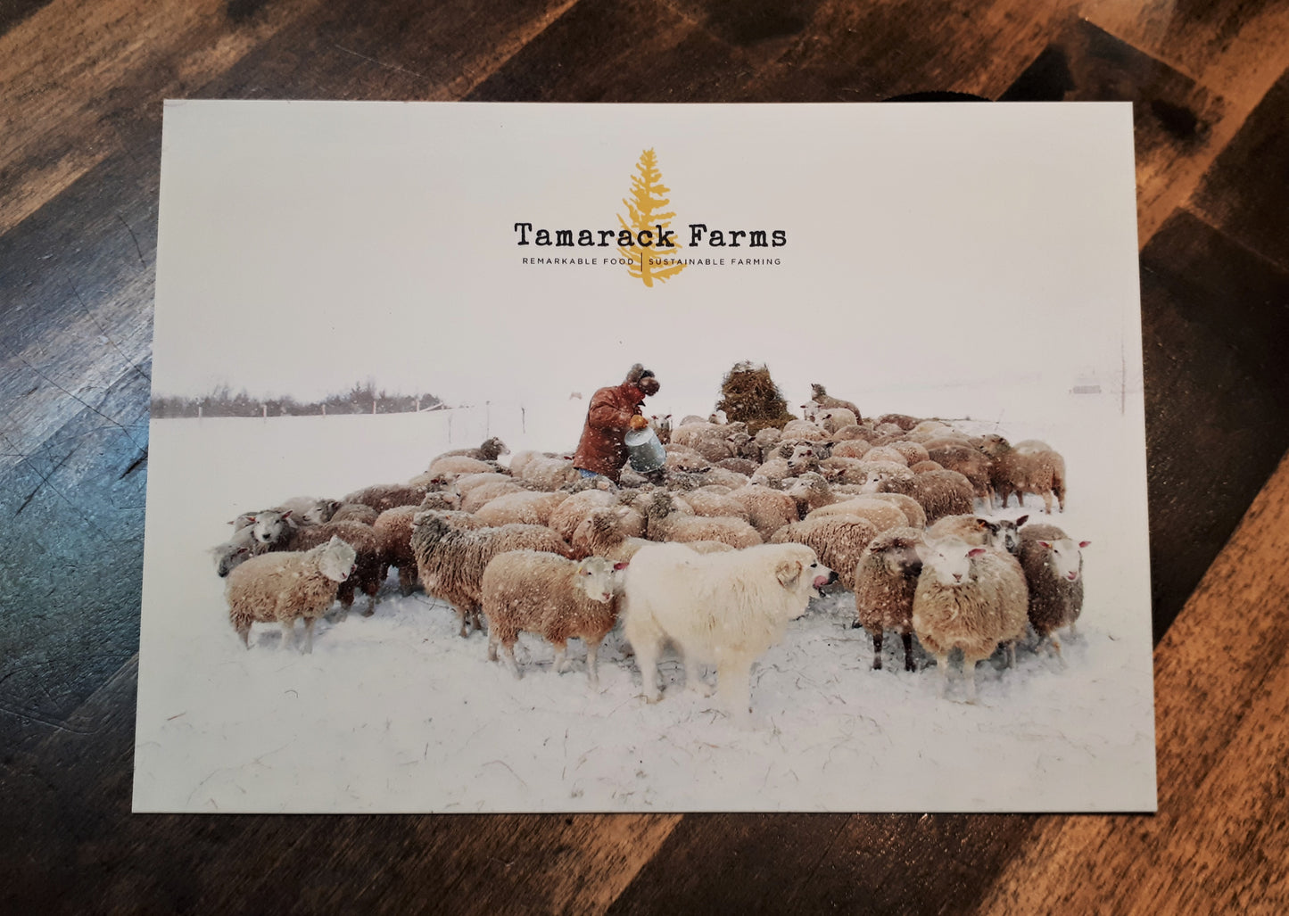 Shropshire Sheepskin from Tamarack Farms 275